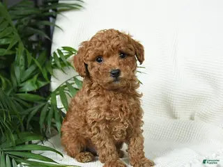 Toy Poodle dogs for sale: Tango - Ad 1