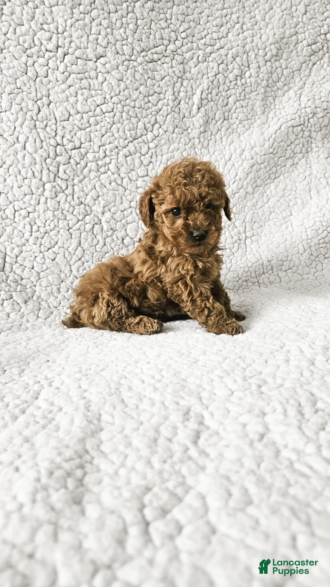 Toy Poodle dogs for sale: Daisy - Ad 2