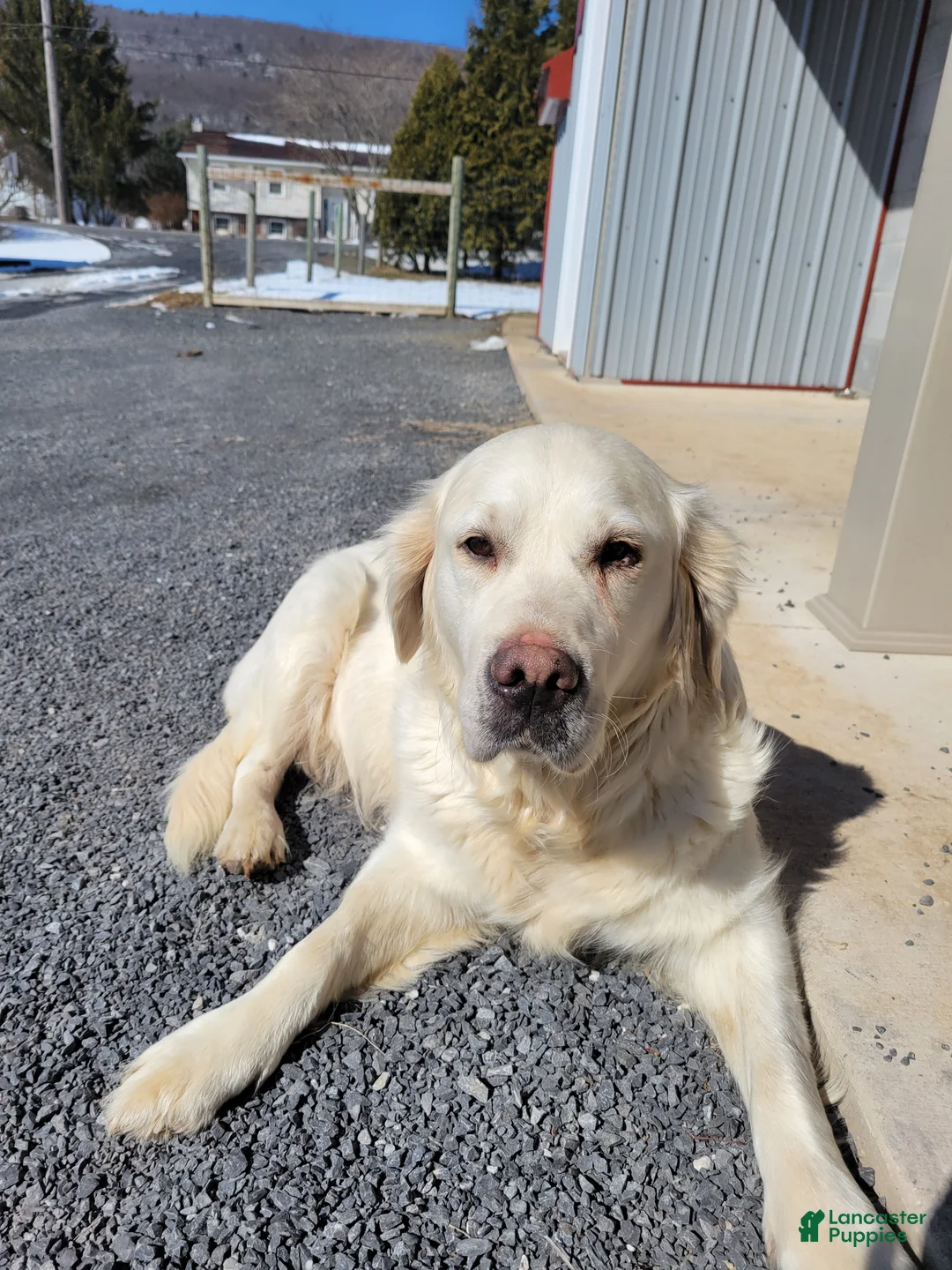 Golden Retriever dogs for sale: Rex - Ad 8