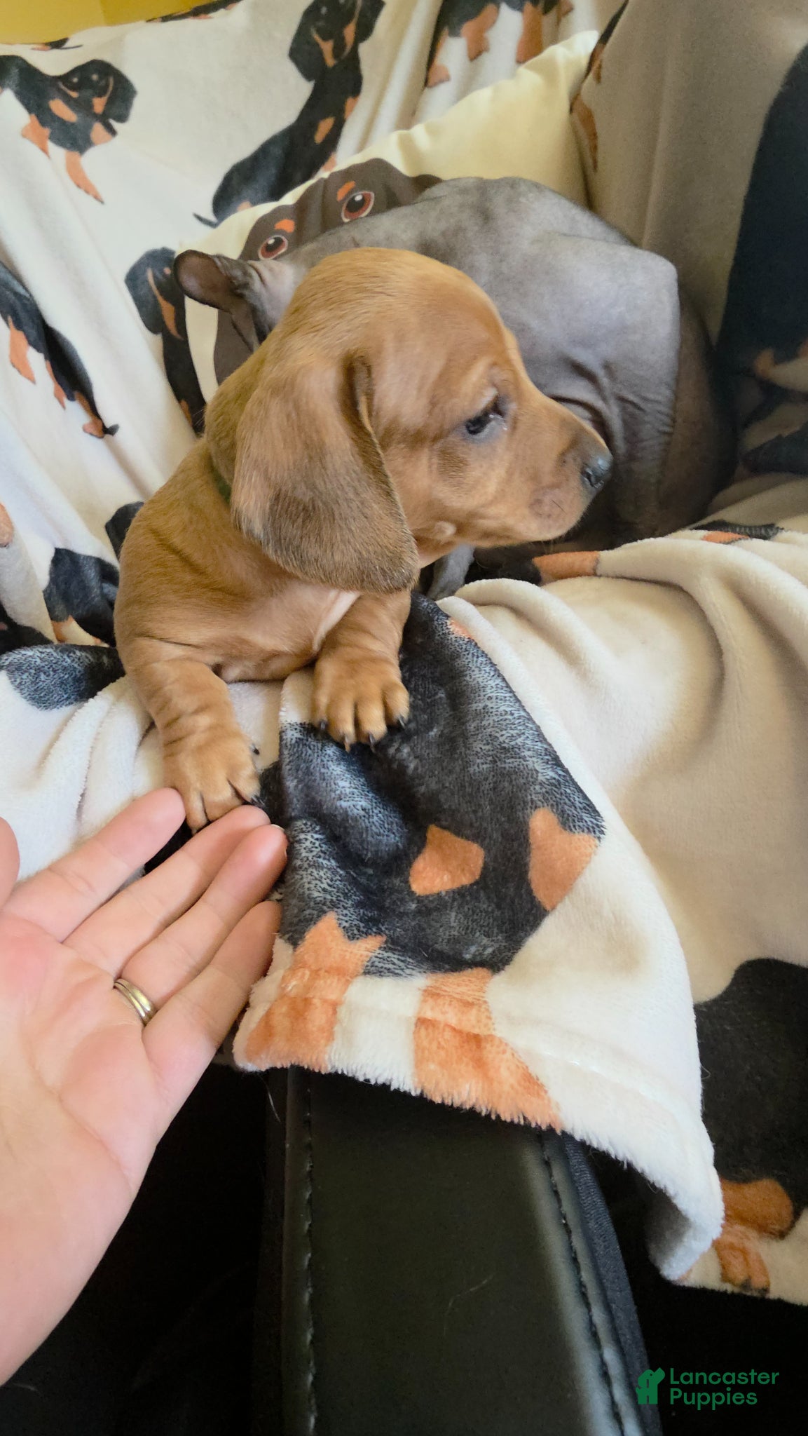 Miniature Dachshund dogs for sale: Lady  - Ad 10