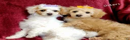 Miniature Poodle dogs for sale: Amber  - Ad 4