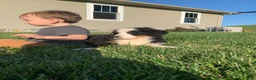 Bernese Mountain Dog dogs for sale: Alaska  - Ad 18