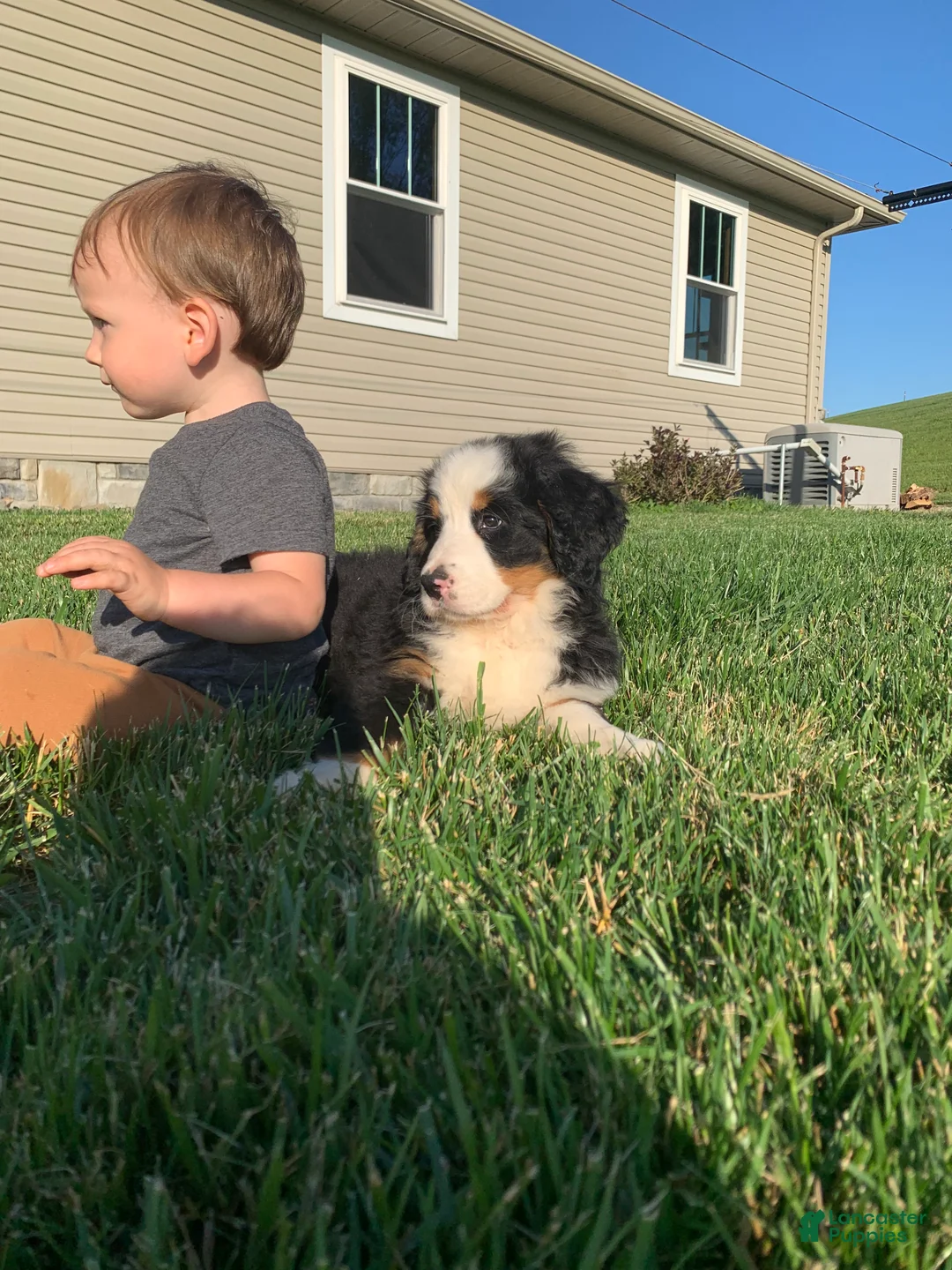 Bernese Mountain Dog dogs for sale: Alaska  - Ad 18