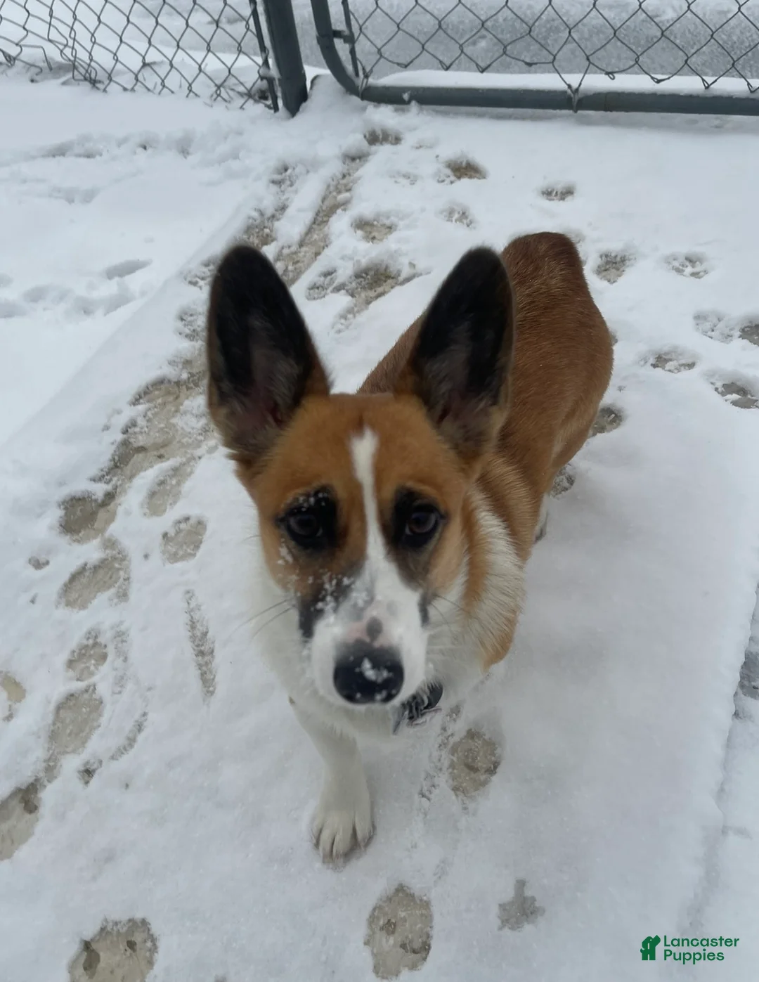 Mixed Breed dogs for sale: Frijoles - Ad 3