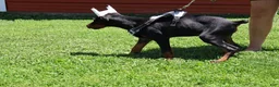 Doberman Pinscher dogs for sale: White - Ad 15