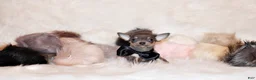 Chihuahua dogs for sale: Zaire - Ad 3