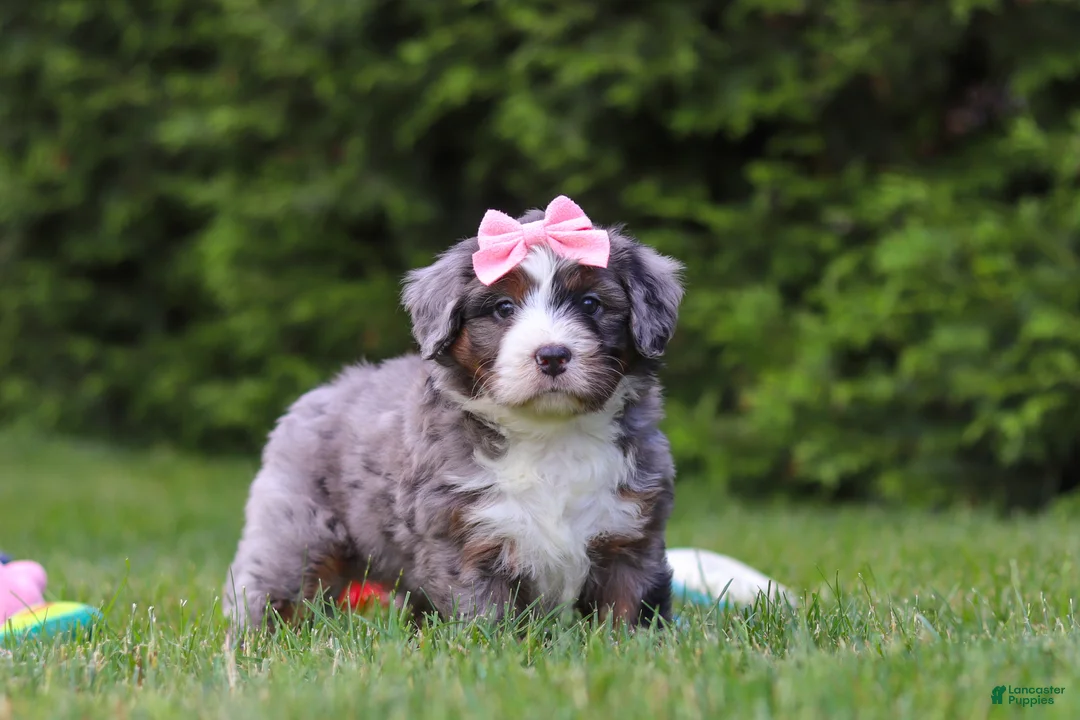 Bernedoodle dogs for sale: Ariel - Ad 1