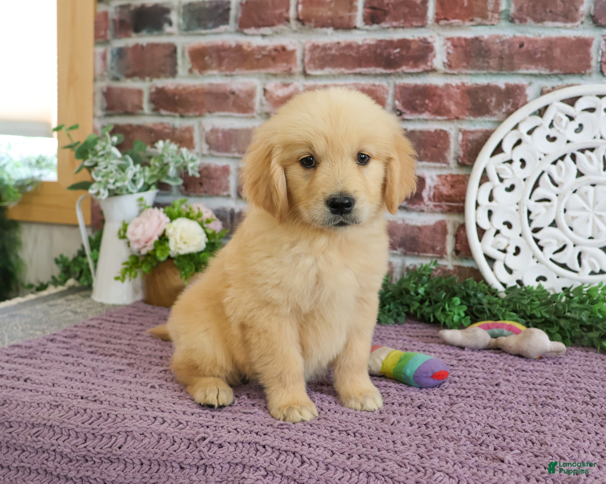 Golden Retriever dogs Gabriella - Ad 41