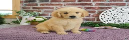 Golden Retriever dogs for sale: Gabriella - Ad 1