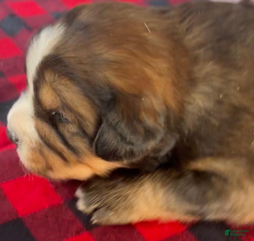 Mixed Breed dogs for sale: Tibetan Mastiff/Bernese Mountain Dog Male 2 - Ad 4