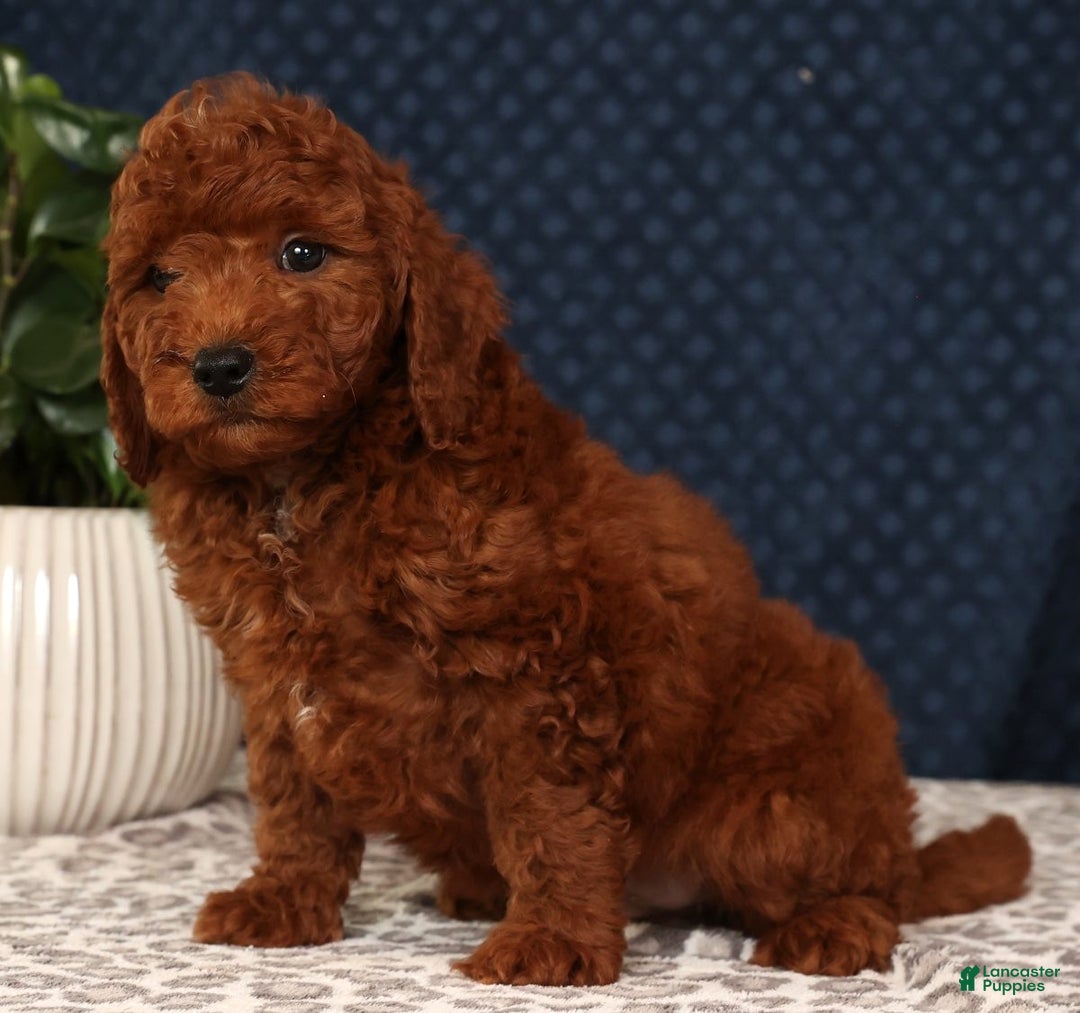 Miniature Poodle dogs for sale: Stanley - Ad 2