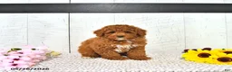 Miniature Poodle dogs for sale: Kaiden - Ad 4