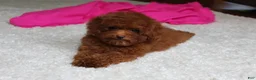 Toy Poodle dogs for sale: Mia - Ad 4