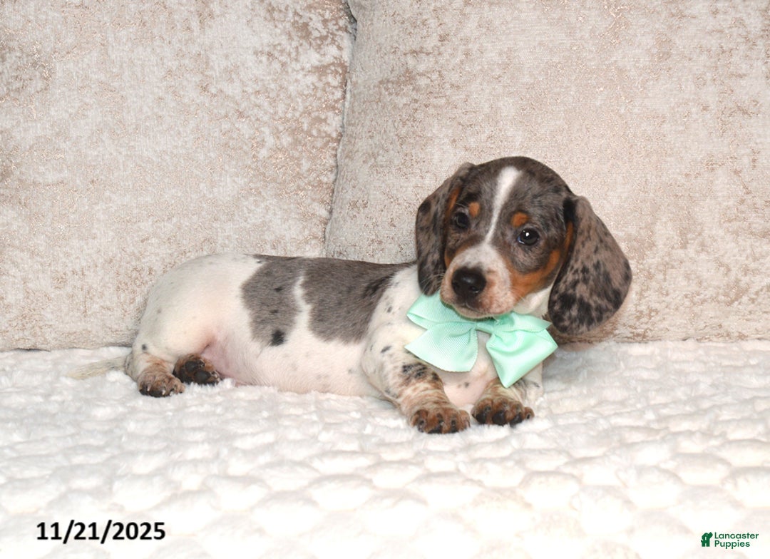 Miniature Dachshund dogs for sale: Nabisco - Ad 6