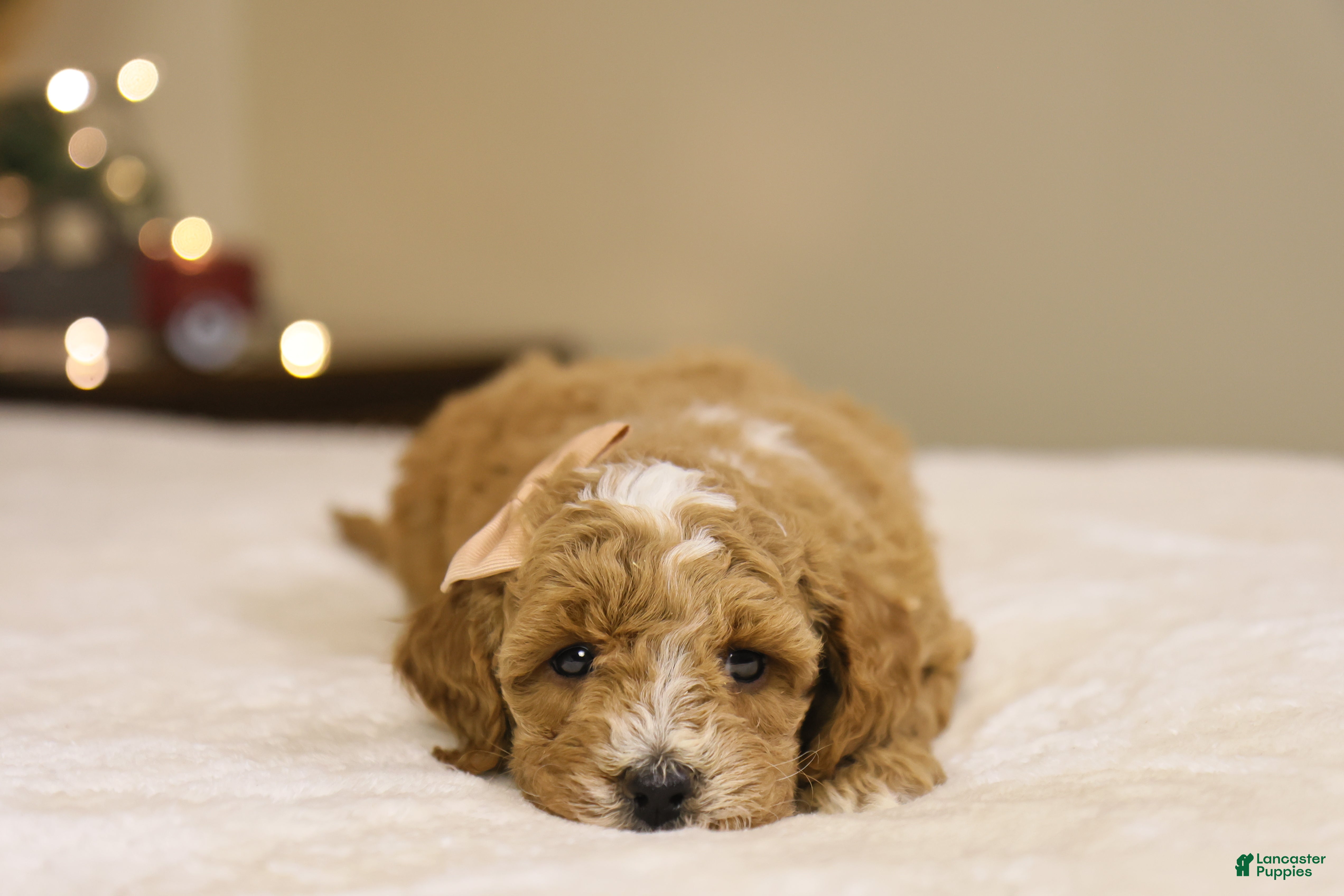 Goldendoodle dogs Twinkle - Ad 2