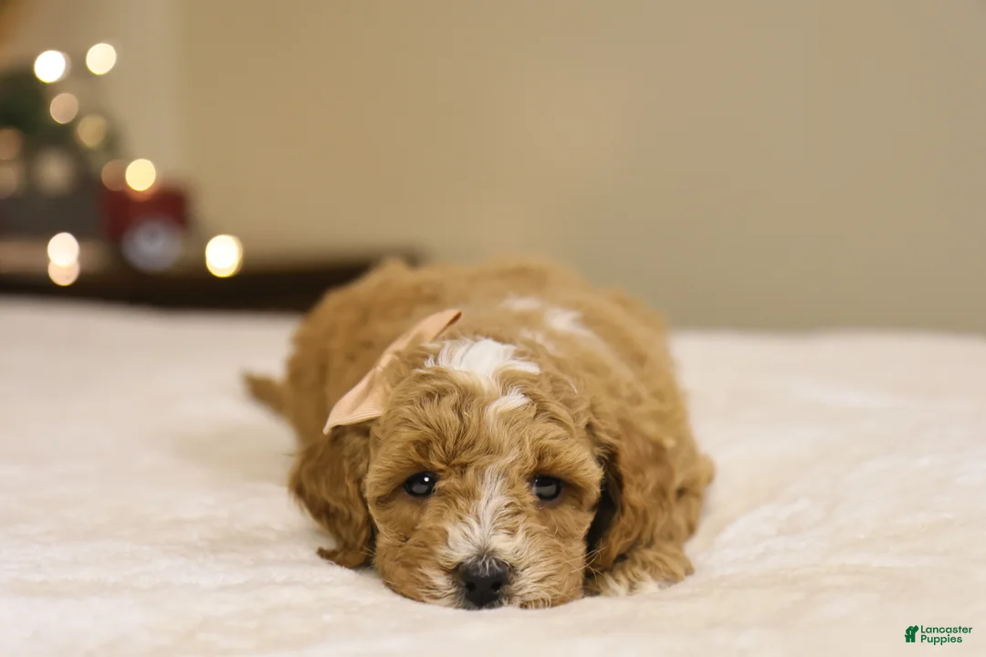 Goldendoodle dogs for sale: Twinkle - Ad 2