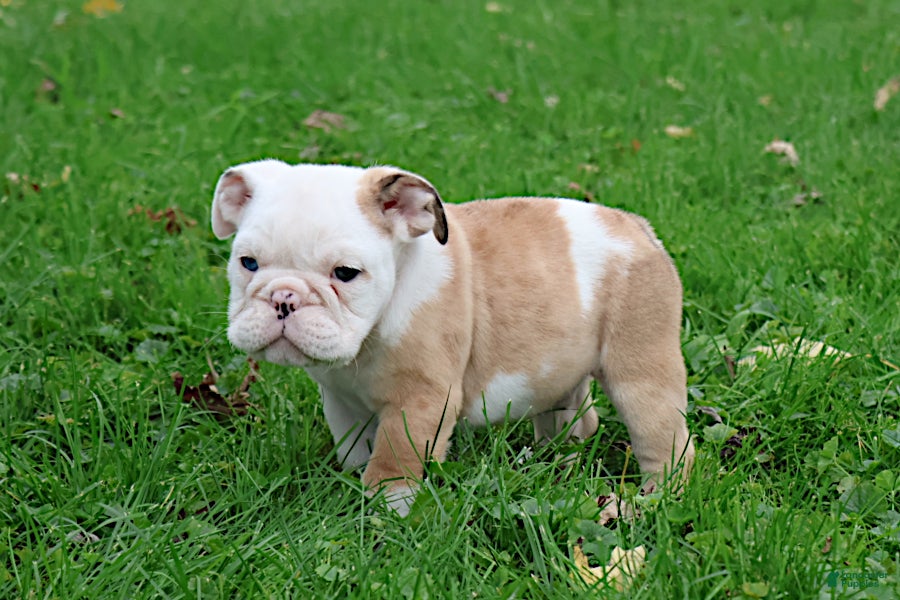 English Bulldog dogs Michi - Ad 2