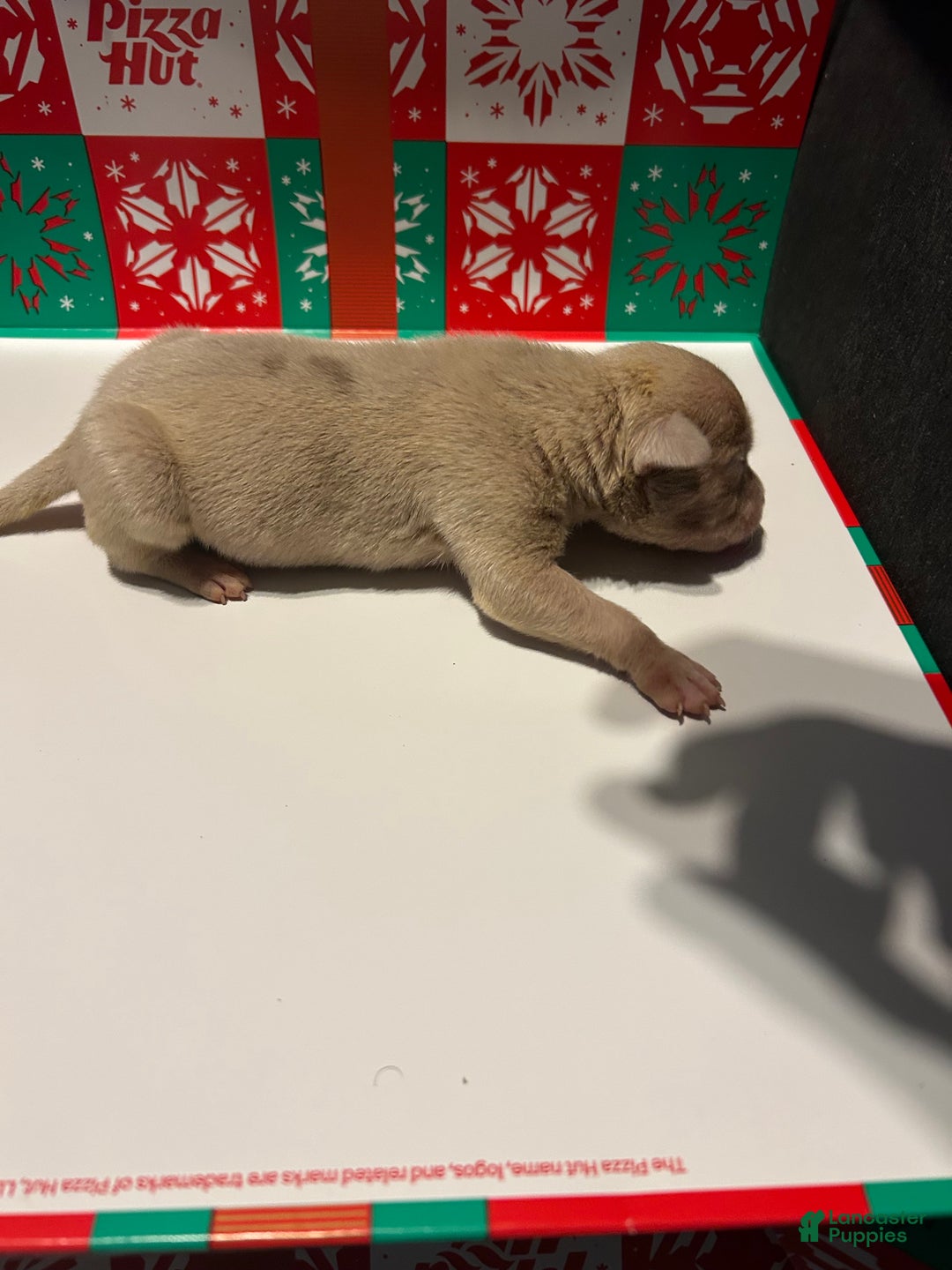 American Bully dogs for sale: American Bully Puppy 6 - Ad 2