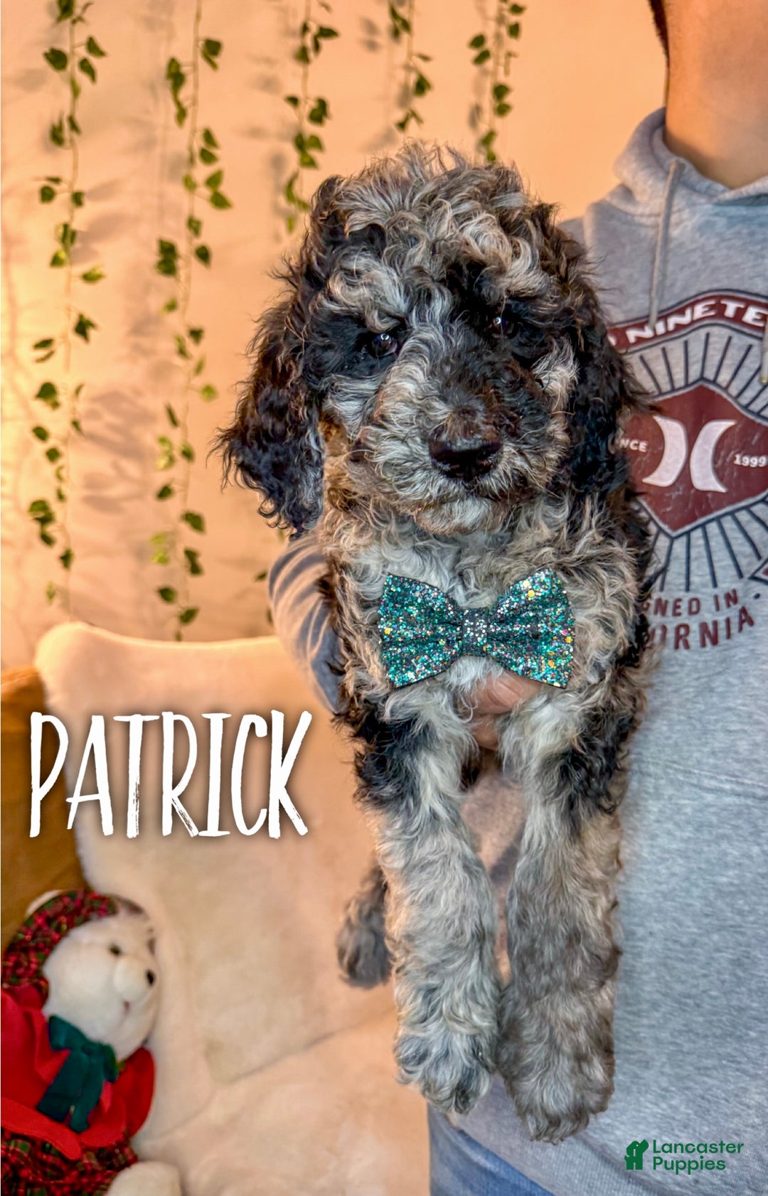 Mixed Breed dogs for sale: Patrick - Ad 2