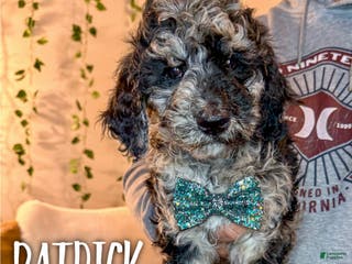 Mixed Breed dogs Patrick - Ad 40