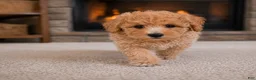 Miniature Poodle dogs for sale: milo - Ad 8