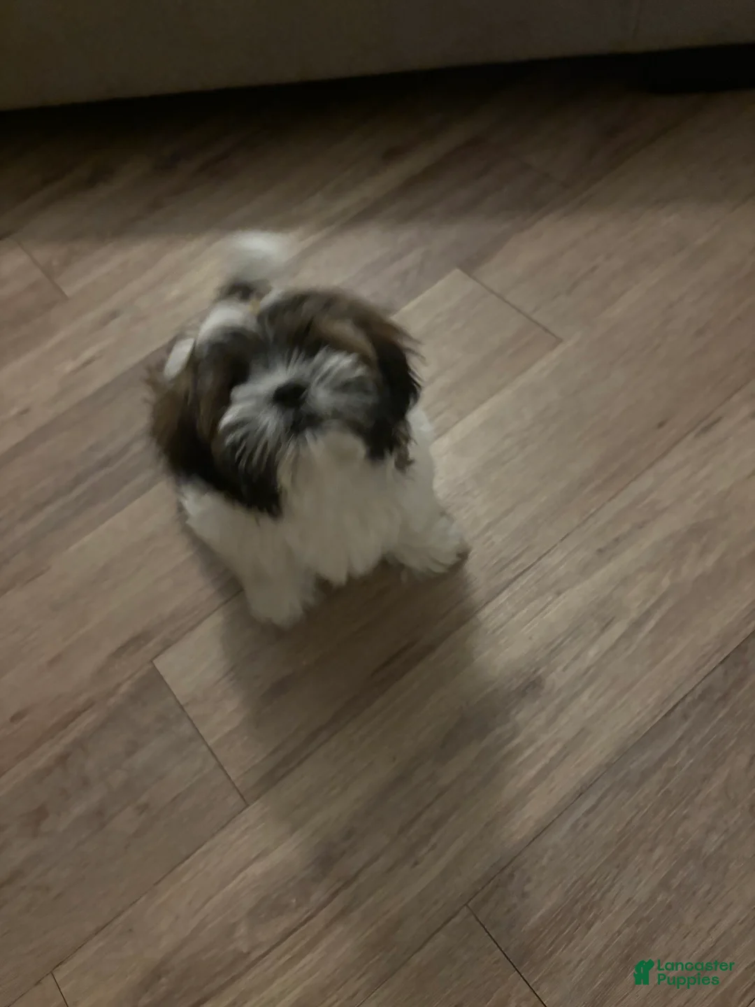 Shih Tzu dogs for sale: Shih Tzu Puppy 1 - Ad 2