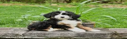 Bernedoodle dogs for sale: Lola - Ad 2