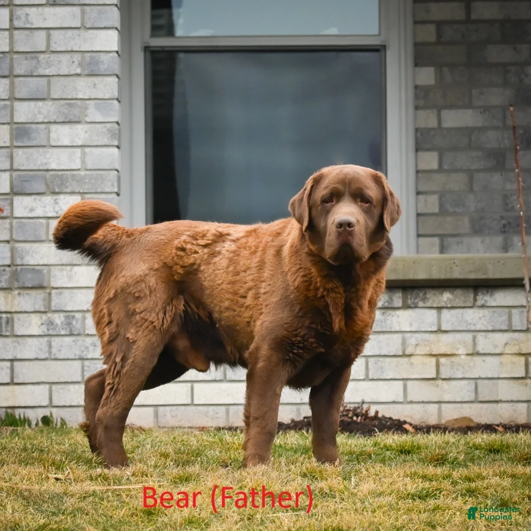 Labrador Retriever dogs for sale: Jewel - Ad 10