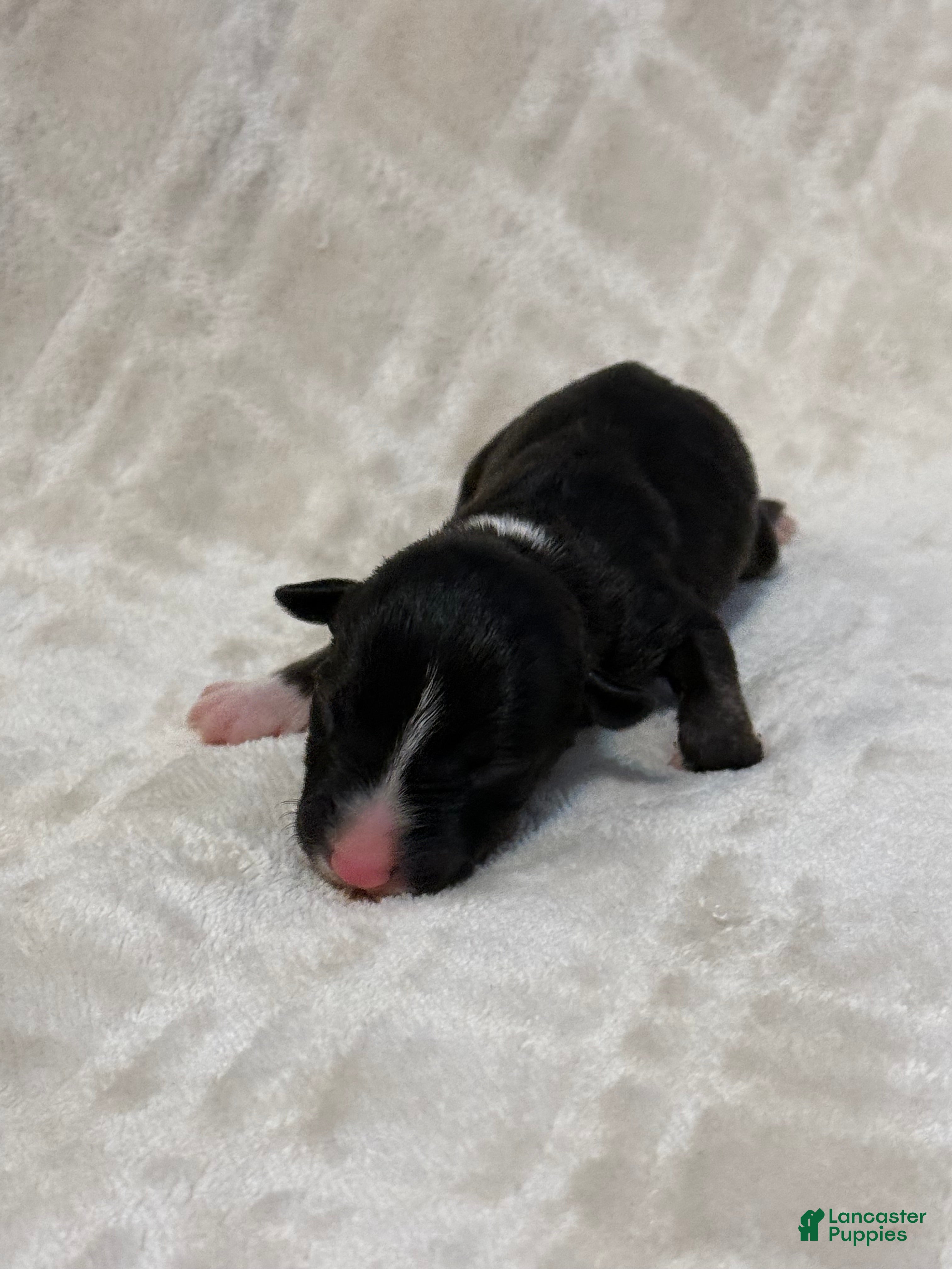 Bull Terrier dogs for sale: BOY 3 - Ad 2