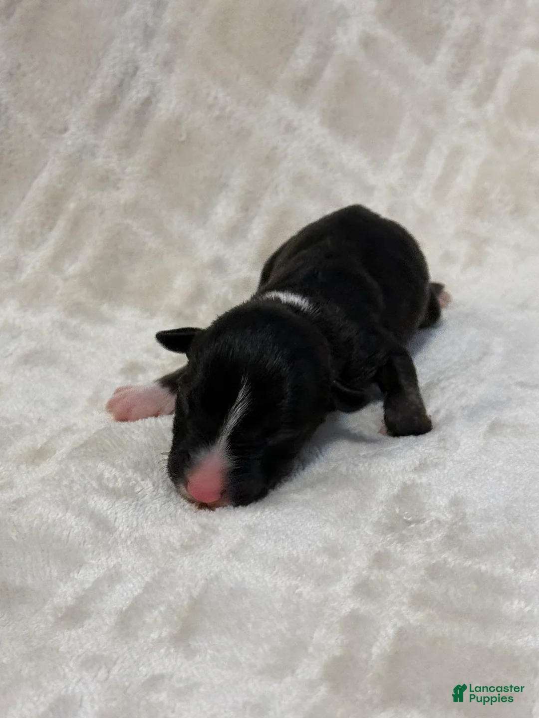 Bull Terrier dogs for sale: BOY 3 - Ad 2
