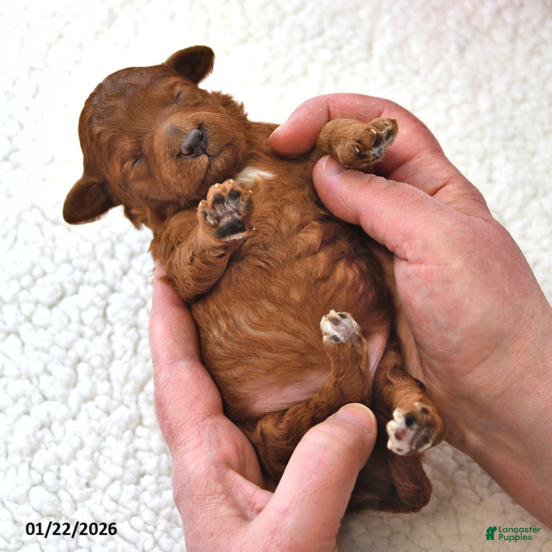 Mini Goldendoodle dogs for sale: Brownie - Ad 4