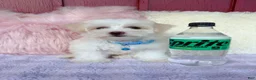 Maltipoo dogs for sale: 🩵 Cody 🩵 - Ad 3
