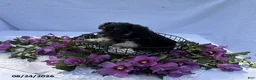 Miniature Schnauzer dogs for sale: Hailey - Ad 3