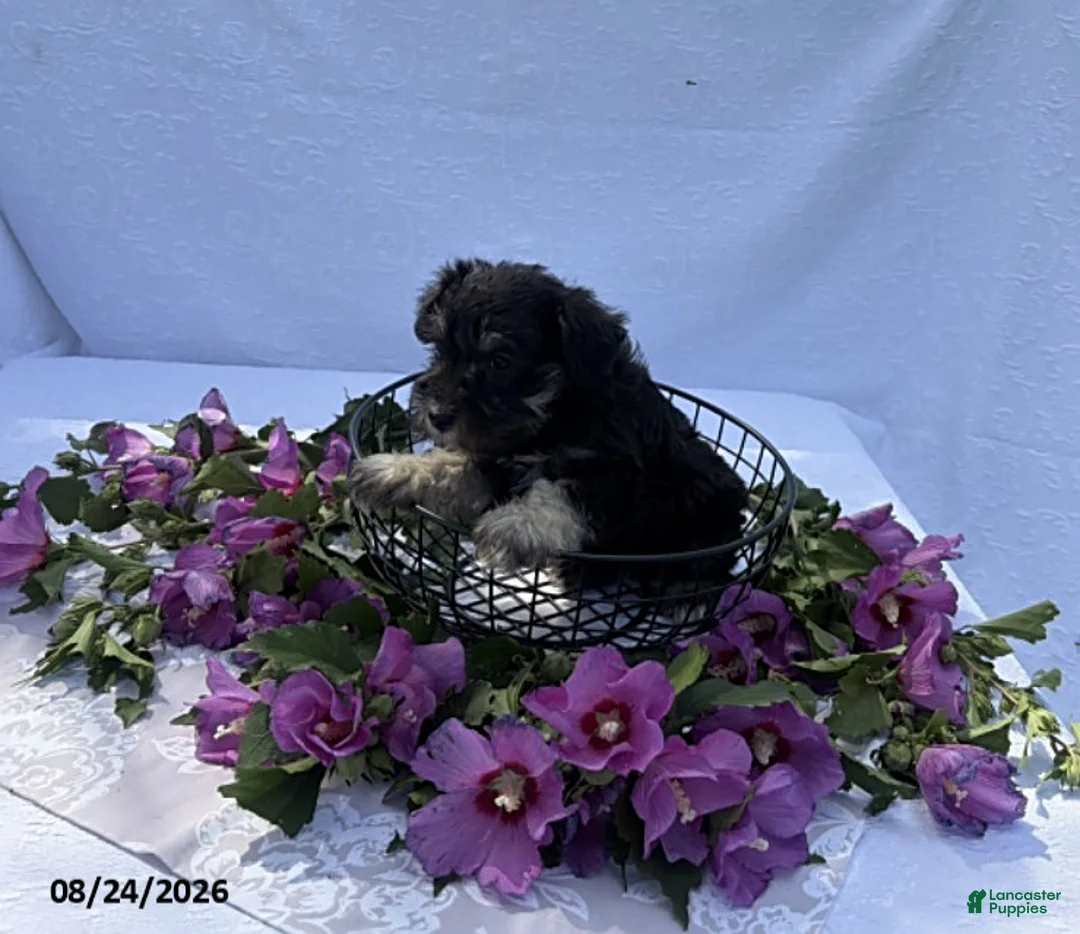 Miniature Schnauzer dogs for sale: Hailey - Ad 3