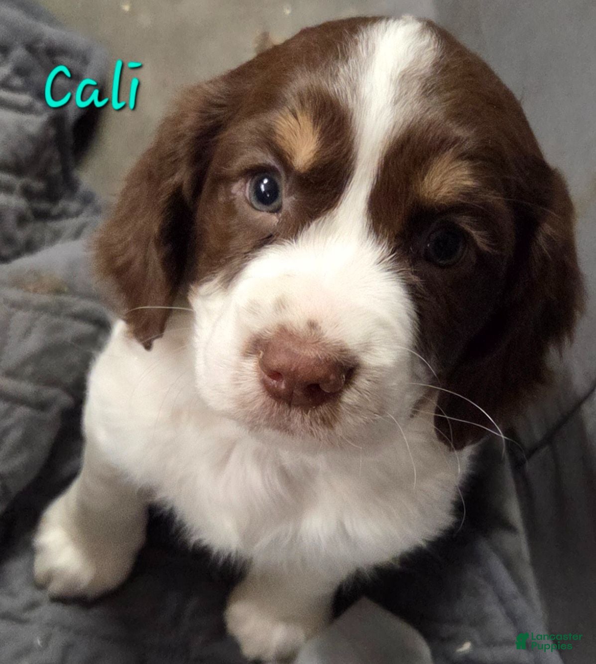 Mixed Breed dogs Cali - Ad 19