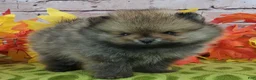 Pomeranian dogs for sale: Fajita - Ad 4