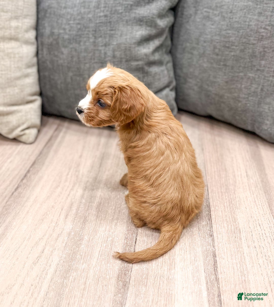 Cavapoo dogs for sale: Dasher - Ad 4