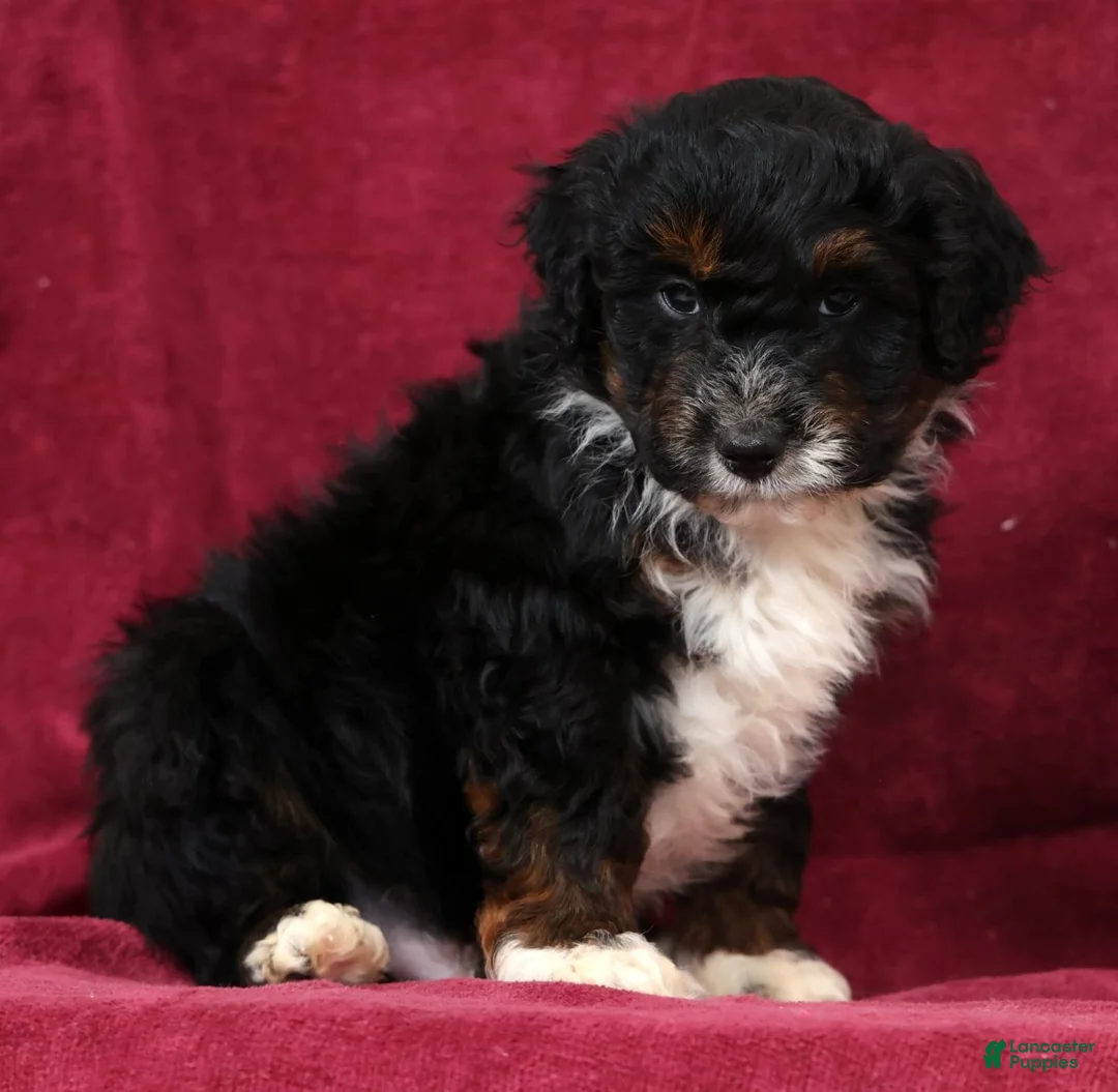 Mini Aussiedoodle dogs for sale: Asher - Ad 2