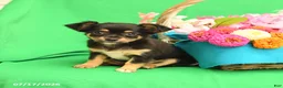 Chihuahua dogs for sale: Flower - Ad 3
