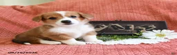 Welsh Corgi Pembroke dogs for sale: Callie - Ad 3
