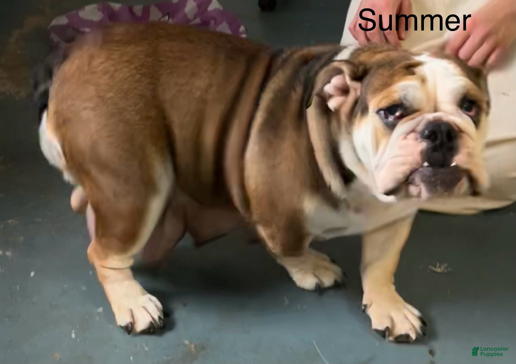 Summer