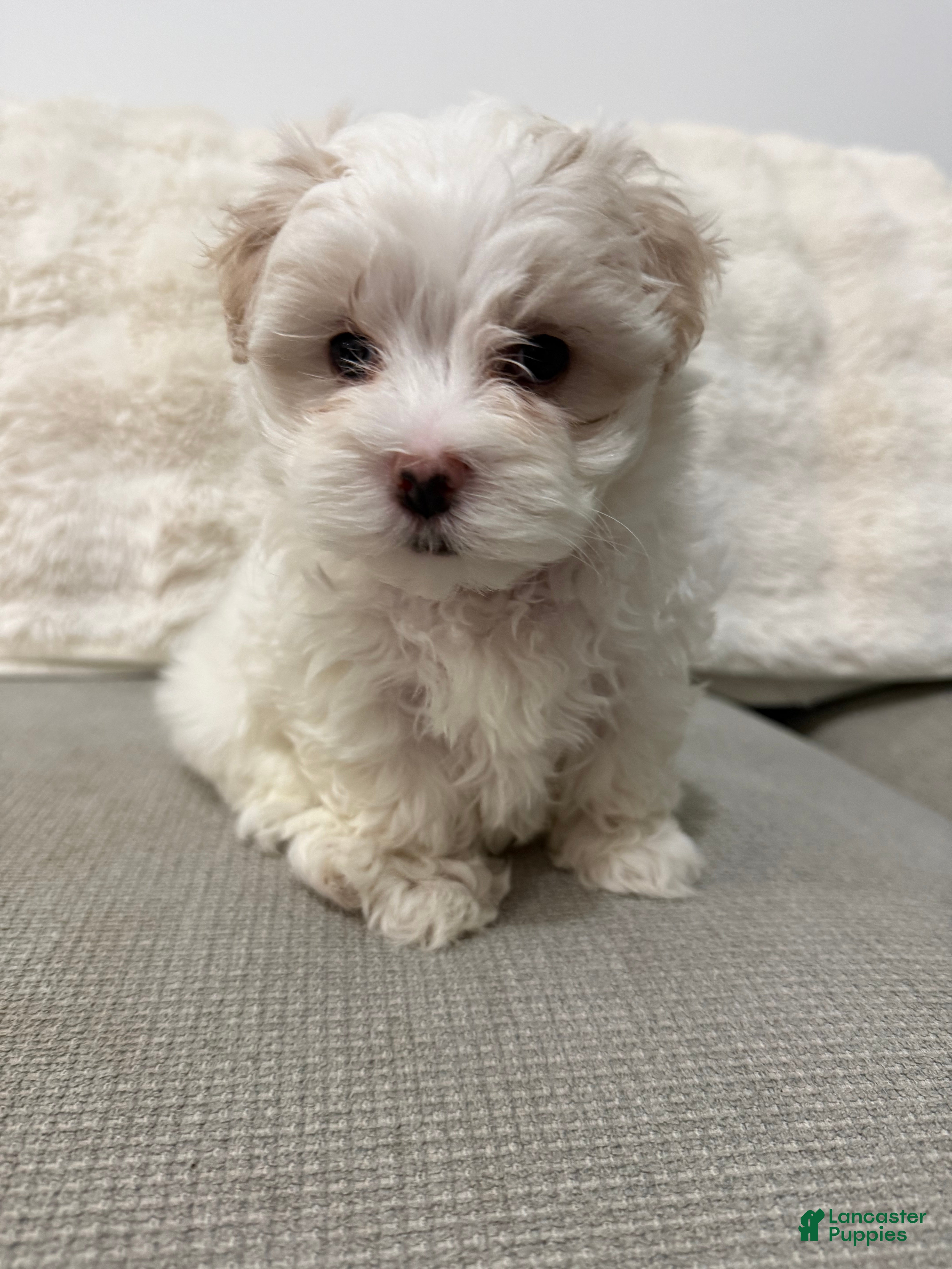 Maltese dogs for sale: Cherry - Ad 1