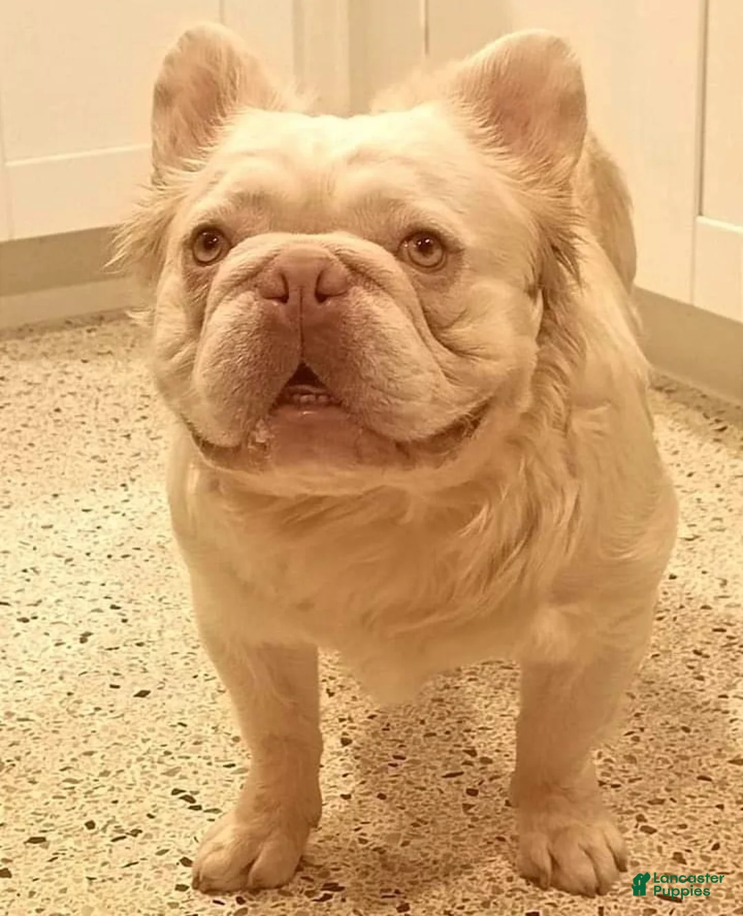 French Bulldog dogs for sale: Kingston Fluffy Frenchie Pup - Ad 2