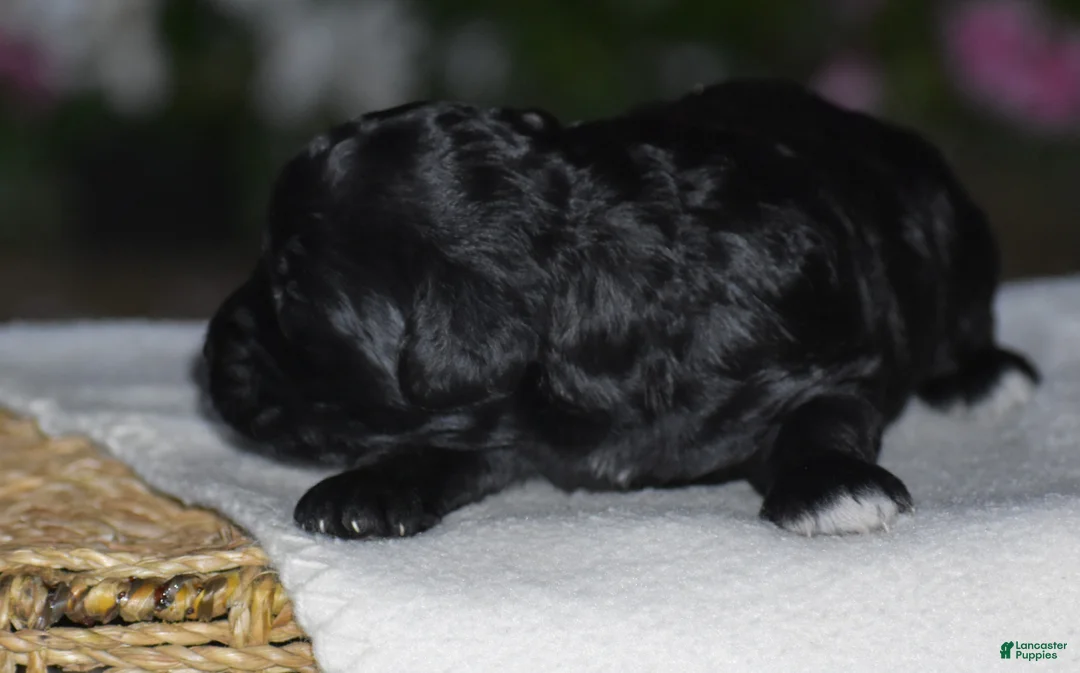 Mini Goldendoodle dogs for sale: Hyacinth - Ad 5