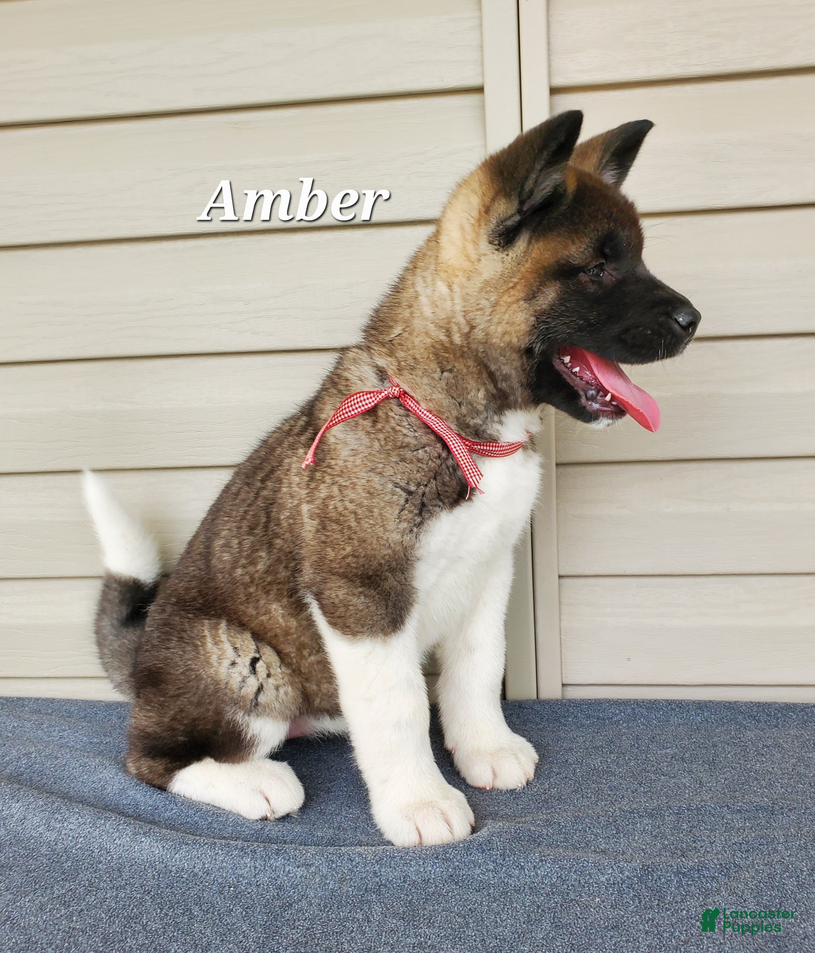 Akita dogs Amber - Ad 1