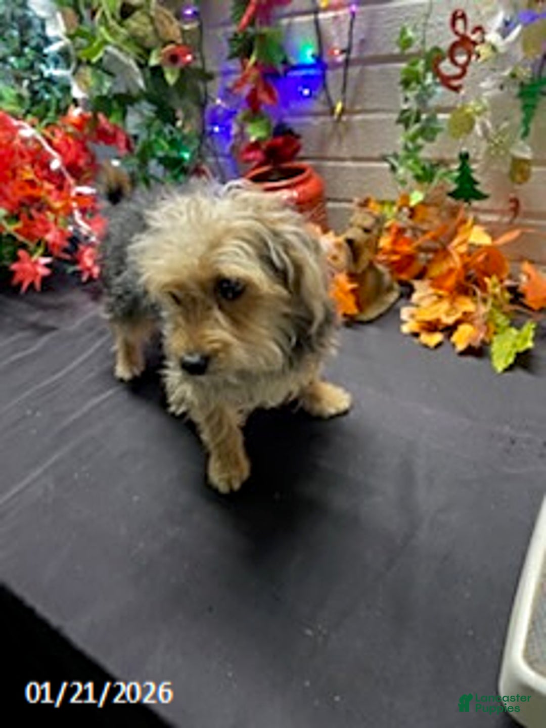 Yochon dogs for sale: Sean - Ad 3