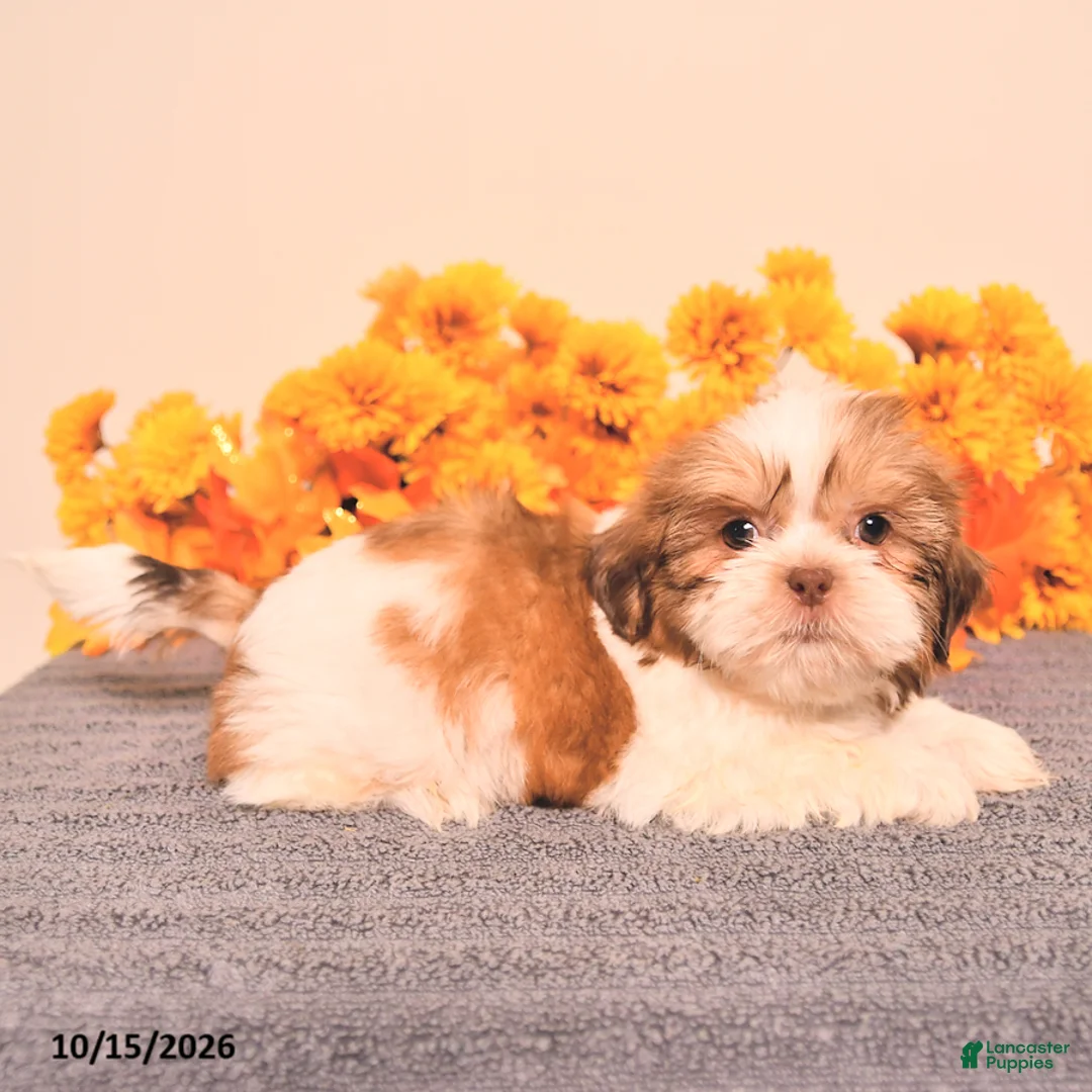Shih Tzu dogs for sale: Lance  - Ad 2