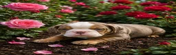 English Bulldog dogs for sale: Princess  - Ad 2