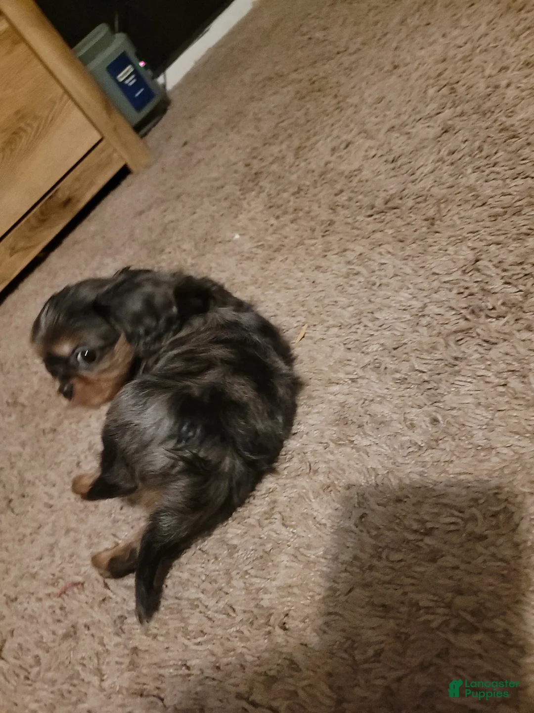 Cavalier King Charles Spaniel dogs for sale: Prince Louis - Ad 4