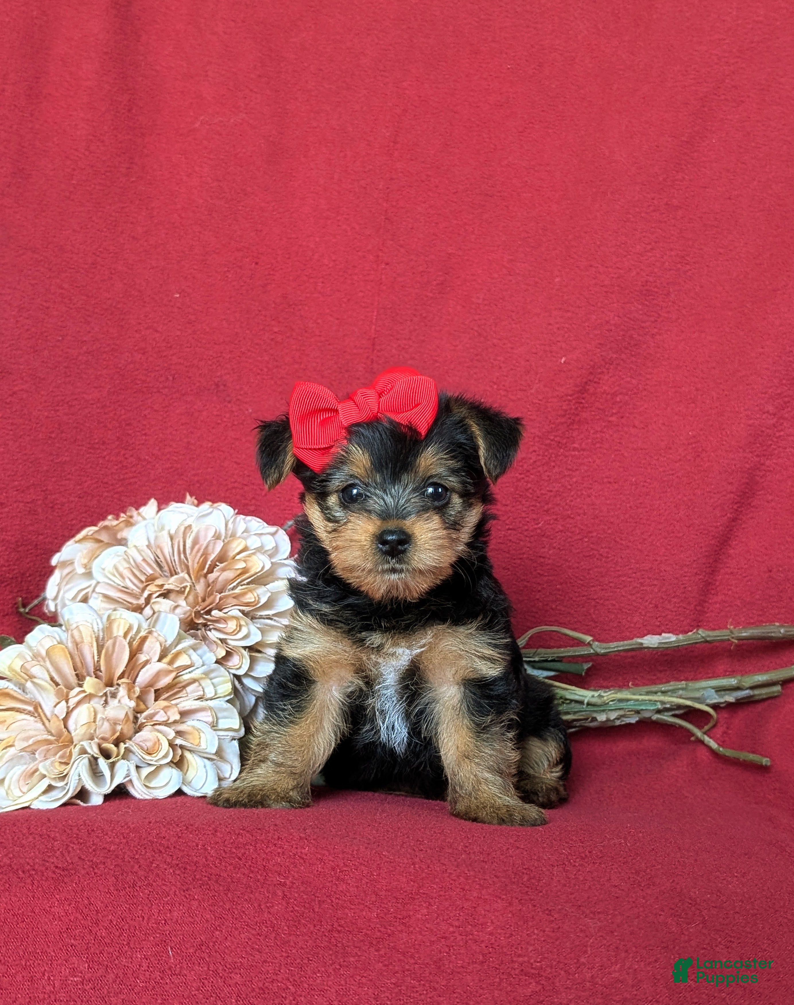 Yorkshire Terrier dogs Trinity 4.5 lbs Full Grown - Ad 1
